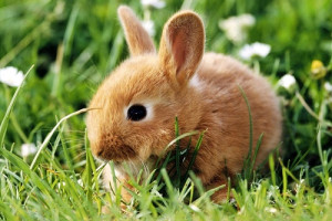 Другие животные