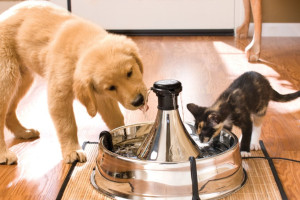 Товары для животных